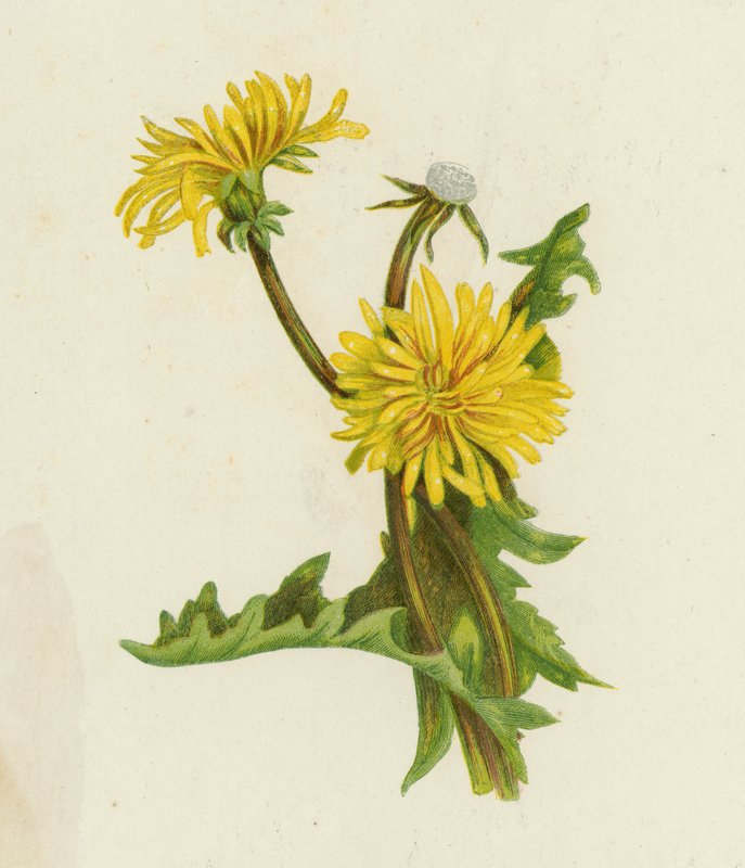 Karahindiba, Leontodon Taraxacum (renkli taş) by English School