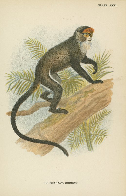 De Brazzas Guenon by English School