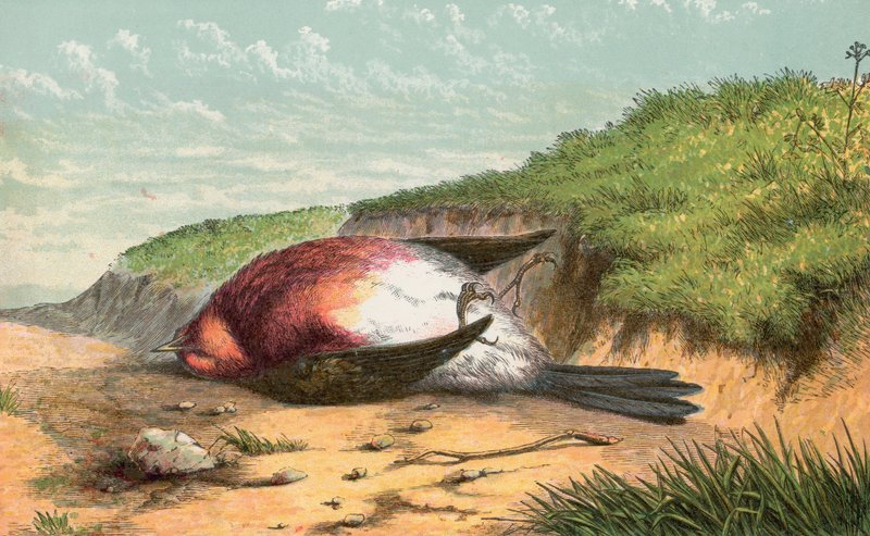 ölü robin by English School