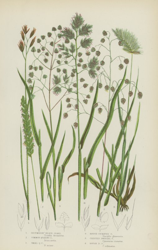 Yatık Heath Çimi, Yaygın Titreyen Çimen, Küçük Titreyen Çimen, Kaba Cocksfoot Grass … (renkli litho) by English School