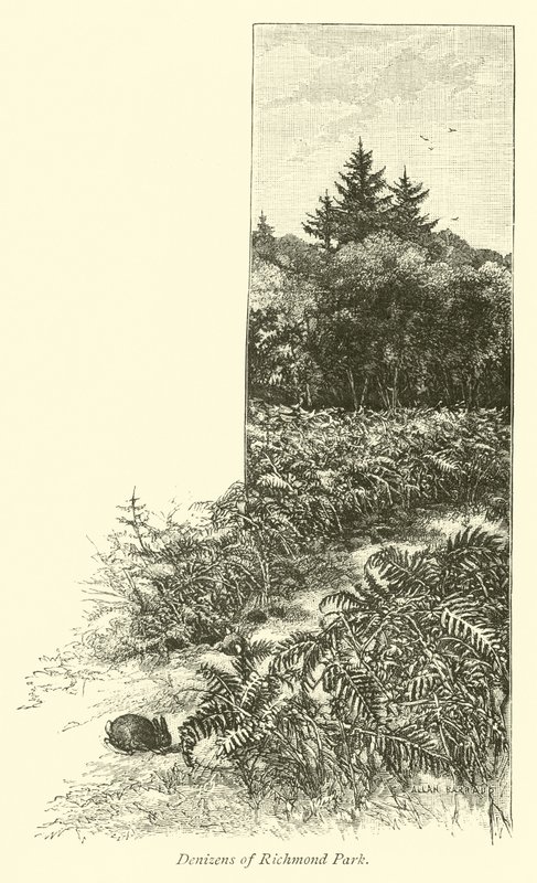 Richmond Park Denizleri by English School