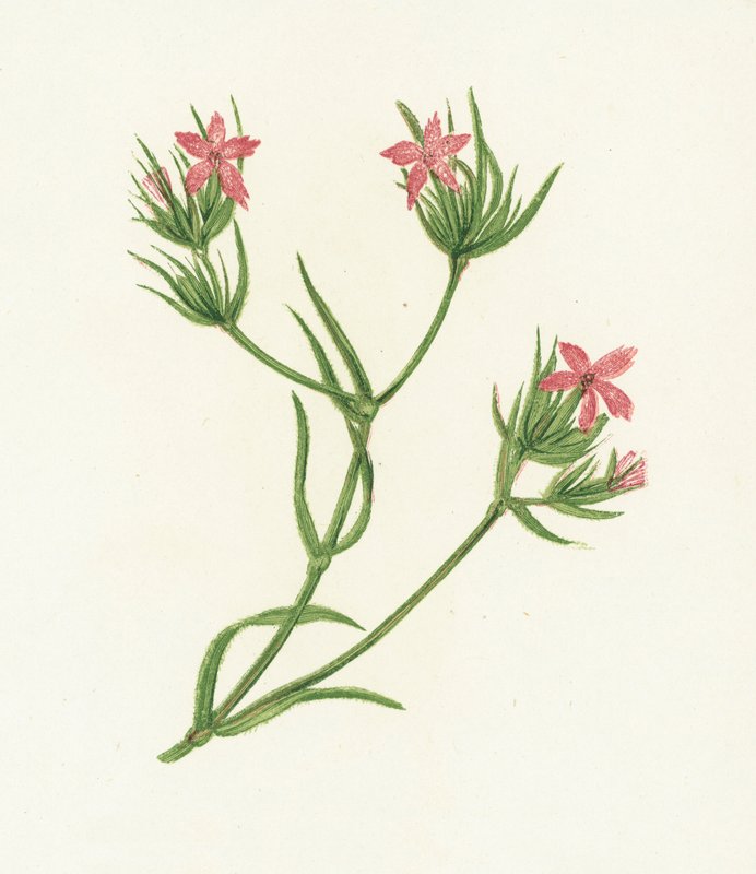 Deptford Pembe, Dianthus Armeria by English School