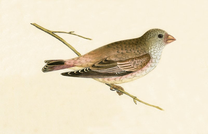 Çöl Trompetçi Şakrak kuşu, Charles Robert Bree (1811-86) tarafından 