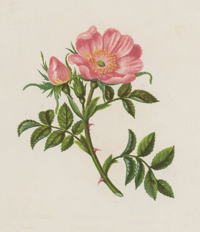 Köpek Gülü, Rosa Canina (renkli taş) by English School