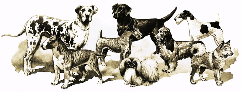 Köpekler by English School
