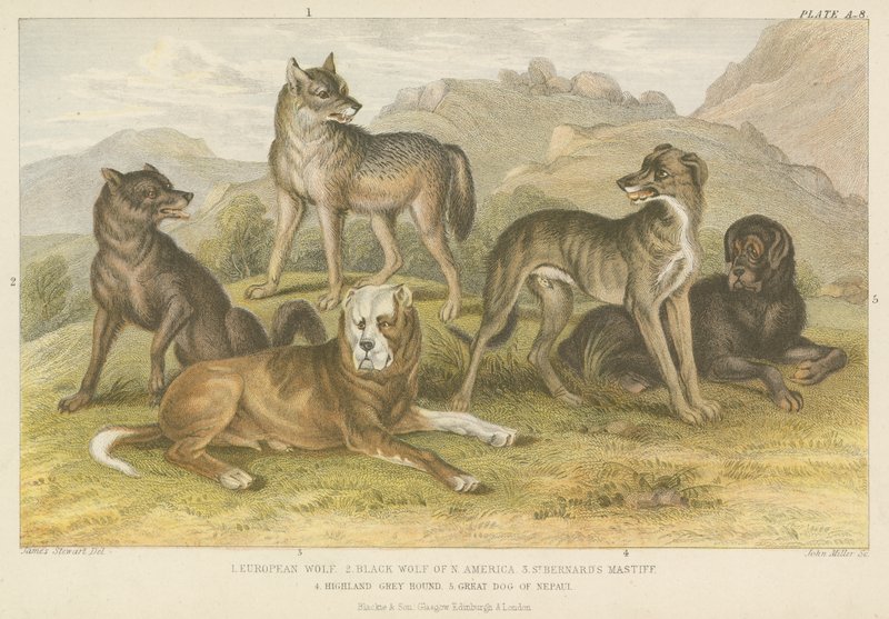 Köpekler ve kurtlar (renkli gravür) by English School