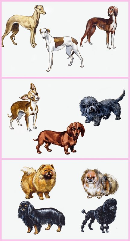 Köpekler montajı by English School