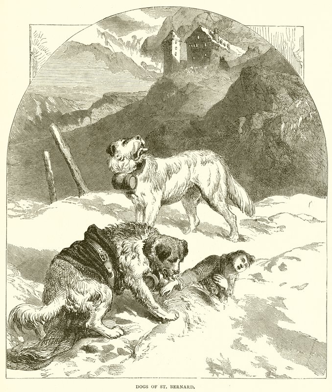 St. Bernard Köpekleri by English School