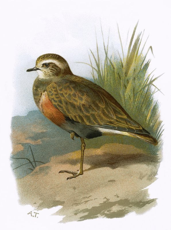 dotterel by English School