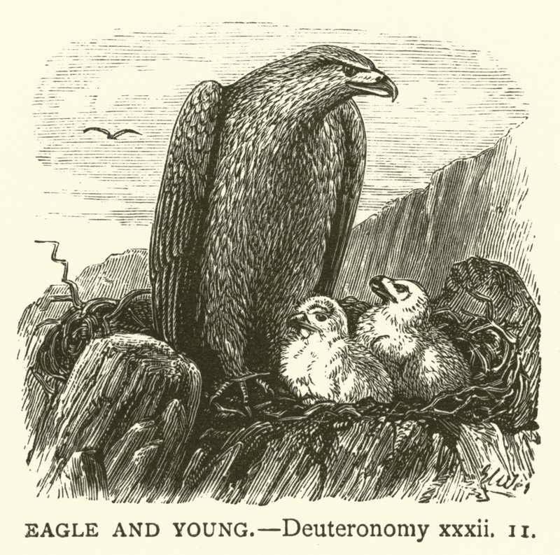 Kartal ve Genç, Tesniye, xxxii by English School