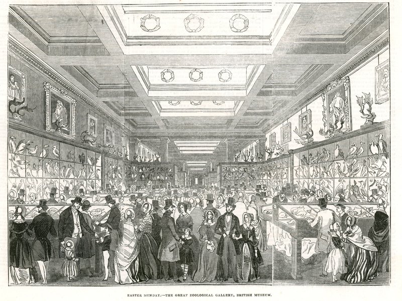 Paskalya Pazartesi - Büyük Zooloji Galerisi, British Museum by English School