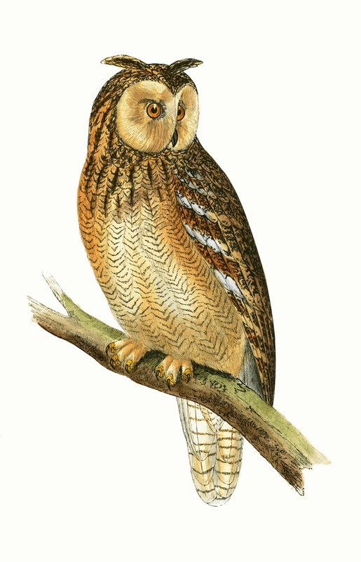 Mısır Kulaklı Baykuşu, Charles Robert Bree (1811-86) tarafından 