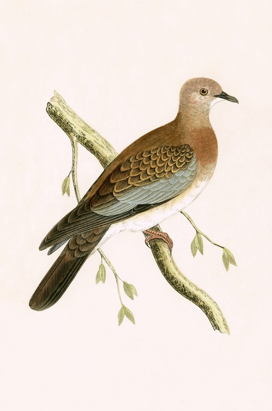 Mısır Kaplumbağa Güvercini, Charles Robert Bree (1811-86) tarafından 