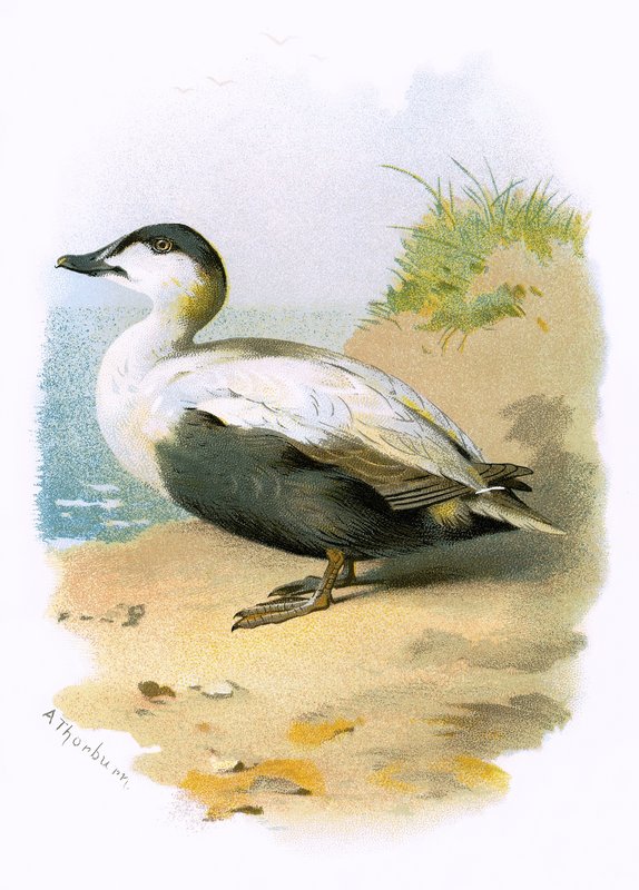 Eider Ördeği by English School