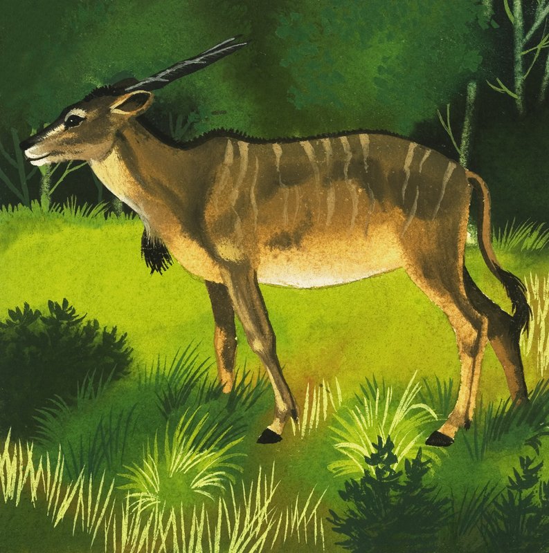 eland antilopu by English School