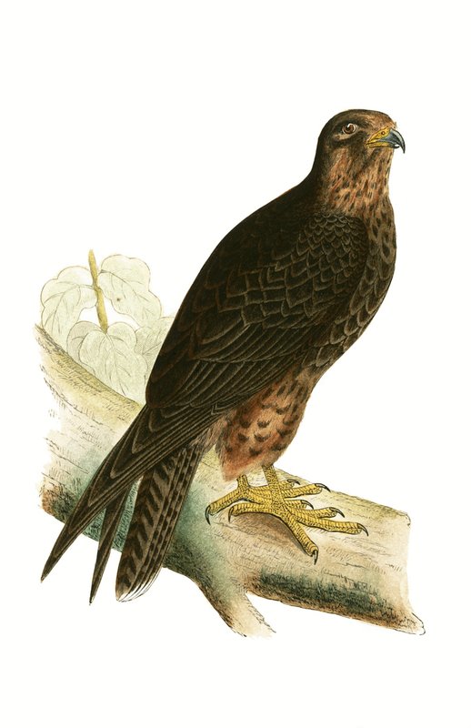 Eleonora Falcon, Charles Robert Bree (1811-86) tarafından 
