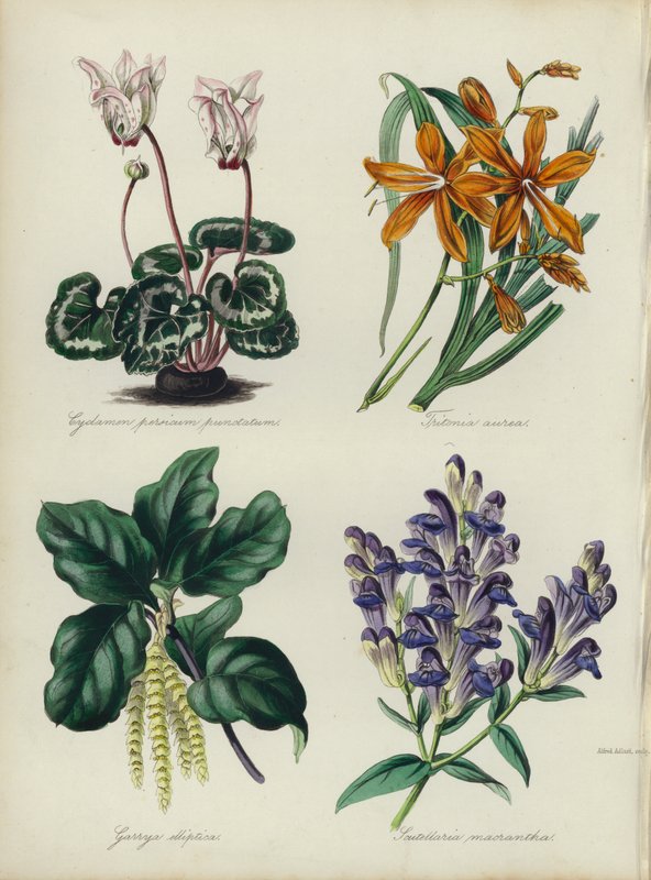 İngiliz Çiçek Bahçesi: Cyclamen persicum punctatum, Tritonia aurea, Garrya elliptica, Scutellaria macrantha (renkli litho) by English School