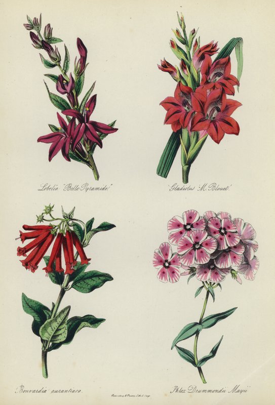 İngiliz Çiçek Bahçesi: Lobelia "Belle Pyramide", Gladiolus "M Blouet", Bouvardia aurantiaca, Phlox Drummondii Mayii by English School