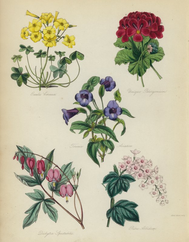 İngiliz Çiçek Bahçesi: Oxalis Cernut, Unique Pelargonium, Torenia Asiatica, Dielytra Spectabilis, Ribes Albidum by English School