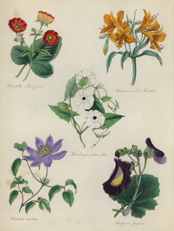 İngiliz Çiçek Bahçesi: Potentilla Menziesii, Alstraemeria Van Houtteii, Thunbergia alata alba, Clematis caerulea, Martynia fragrans by English School