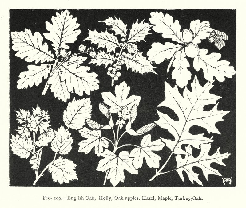 İngiliz Meşe, Holly, Meşe elma, Hazel, Akçaağaç, Türkiye Meşe (gravür) by English School