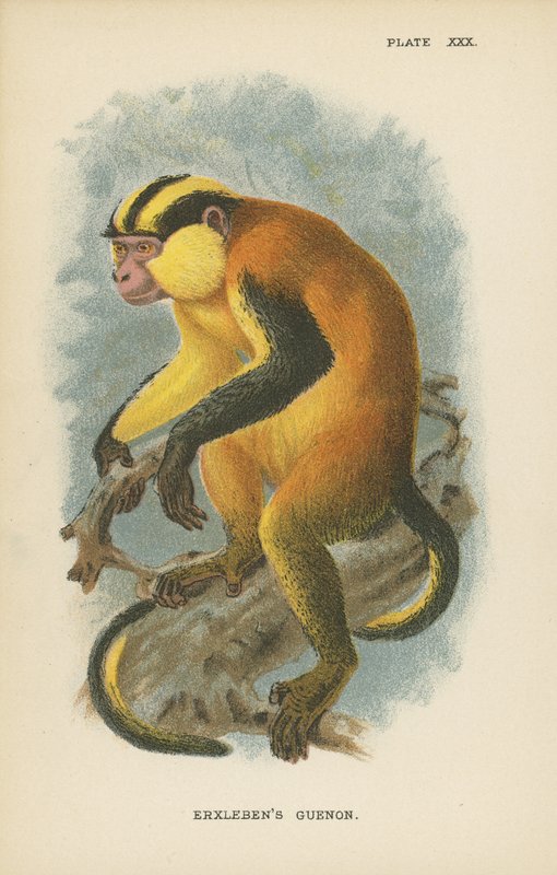 Erxlebens Guenon by English School
