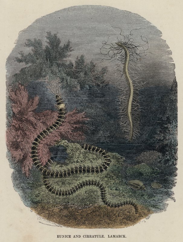 Eunice ve Cirratule, Lamarck (renkli gravür) by English School
