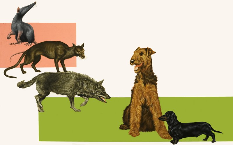Köpeğin evrimi. by English School
