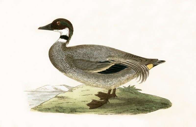 Falcated Teal, Charles Robert Bree (1811-86) tarafından 
