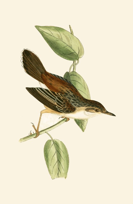 Fantail Warbler, Charles Robert Bree (1811-86) tarafından 