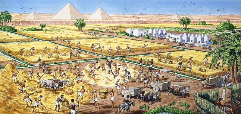 Farming in Egypt by English School