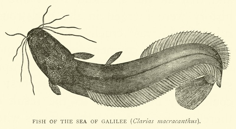 Celile Denizinin Balığı, Clarias macracanthus by English School