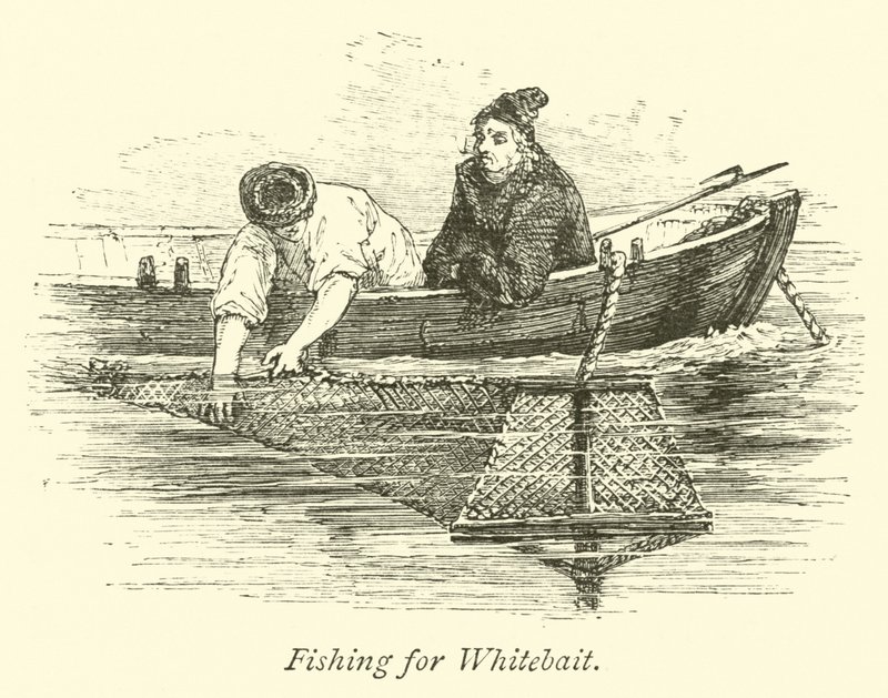 Whitebait için Balık Tutma by English School