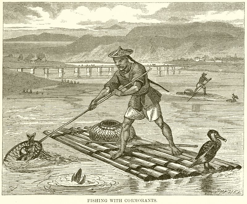 Karabatak ile Balık Tutma by English School