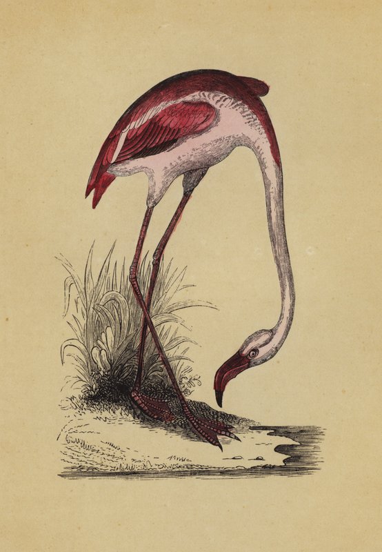 Flamingo (renkli taş) by English School