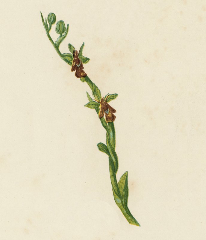 Sinek Orkidesi, Ophrys Muscifera (renkli lito) by English School