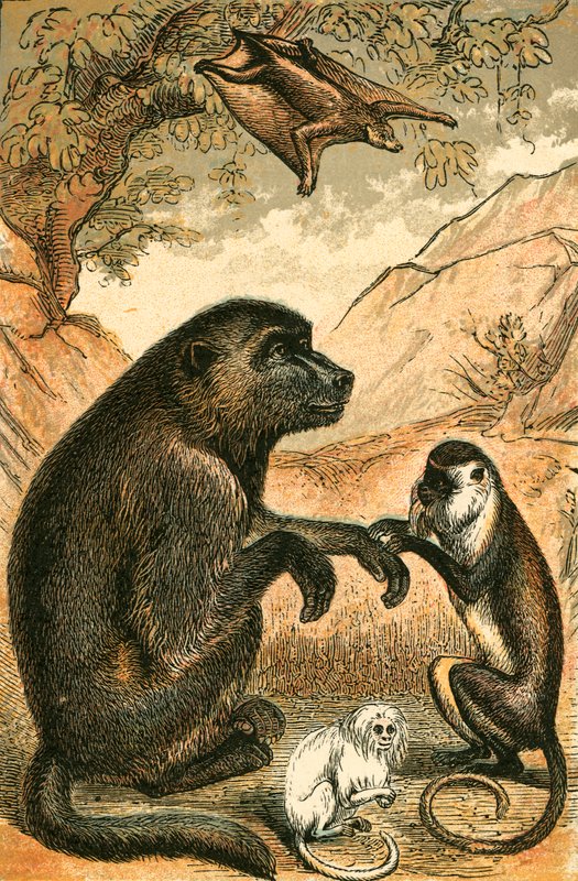 Uçan Lemur, Babun, Diana Maymun ve Marmoset by English School