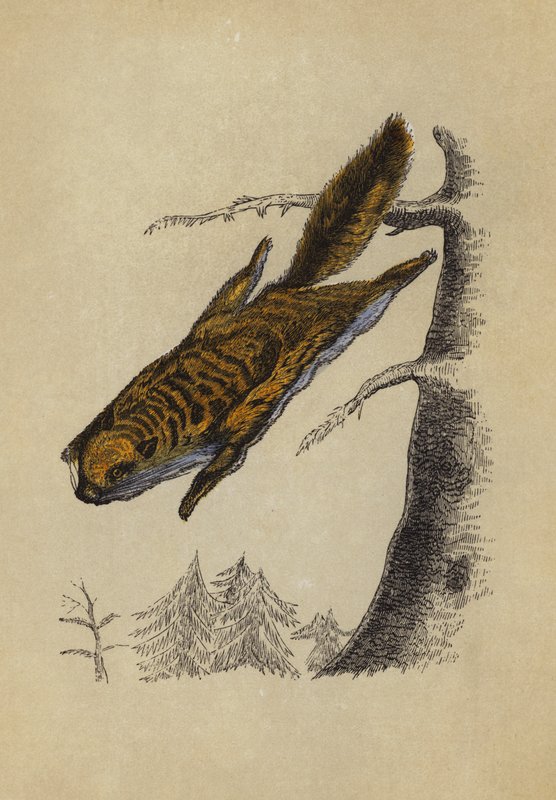 Uçan Sincap (renkli taş) by English School