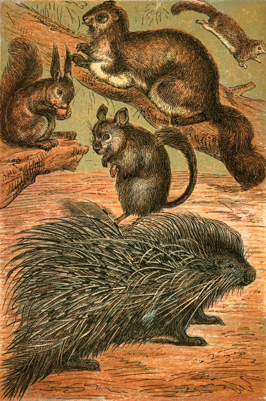 Uçan Sincaplar, Sincap, Çinçilla ve Kirpi by English School