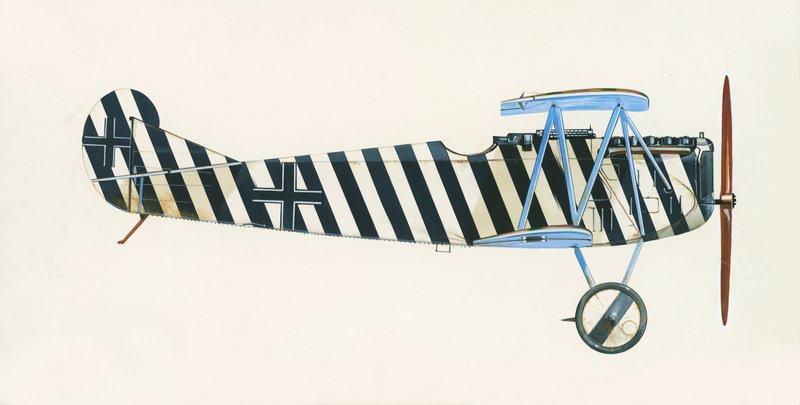 Damızlık D VII by English School