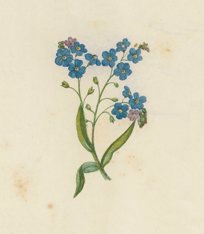 Unutma Beni, Myosotis Palustris (renkli lito) by English School