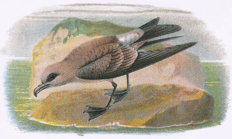 çatal kuyruklu Petrel by English School