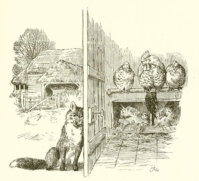 Kümes dışında tilki by English School