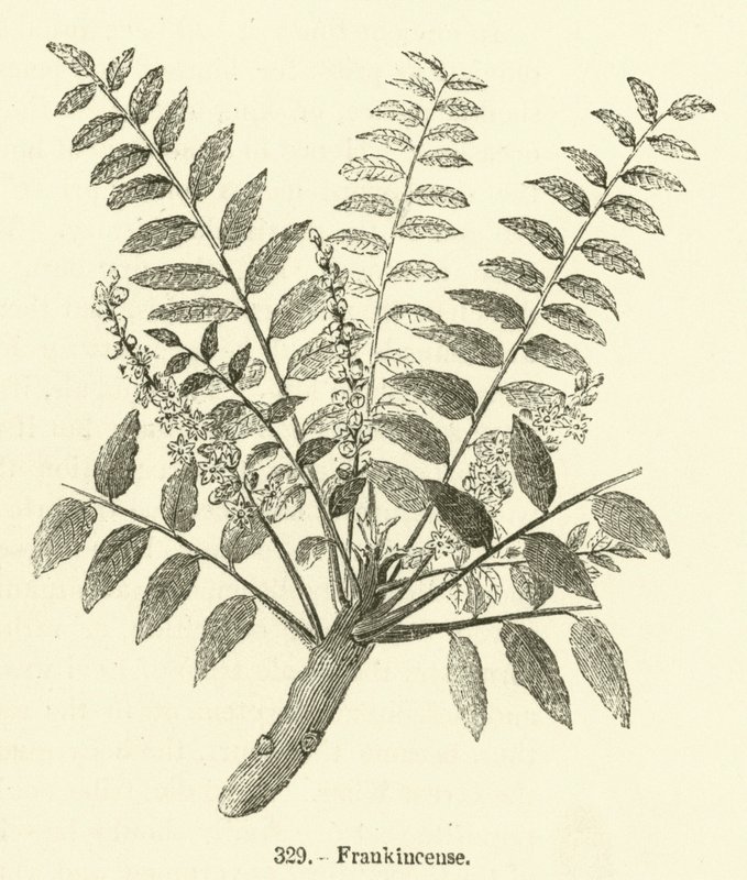 Buhur (gravür) by English School