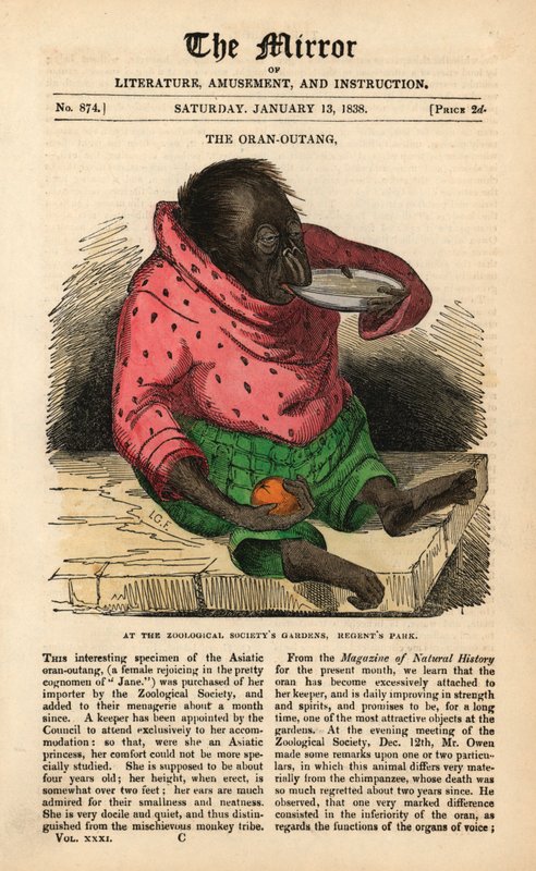 13 Ocak 1838 tarihli Ayna'nın ön sayfası, Londra, Regent's Park'taki Zooloji Derneği Bahçelerine bir Orangutanın gelişini kutluyor (renkli gravür) by English School