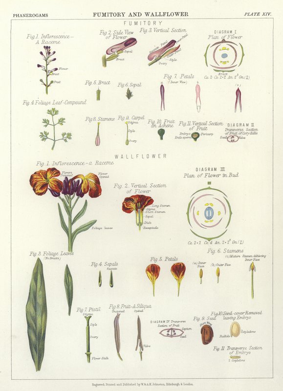 Fumitory ve Wallflower by English School
