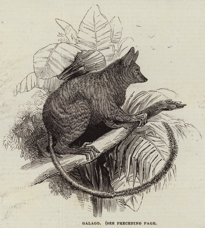 Galago (gravür) by English School