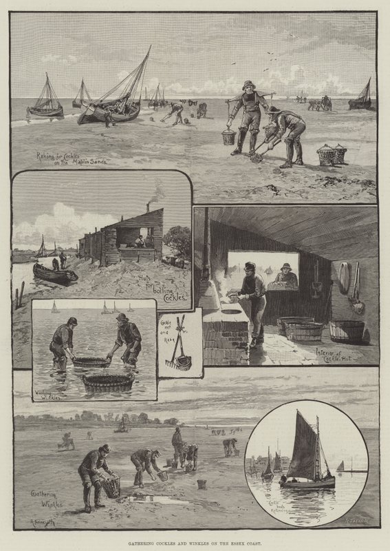 Essex Sahilinde Kırışıklıkların Toplanması (gravür) by English School