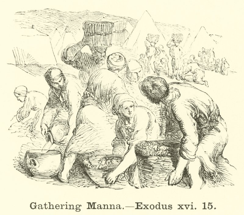 Manna Toplama, Çıkış, xvi, 15 by English School