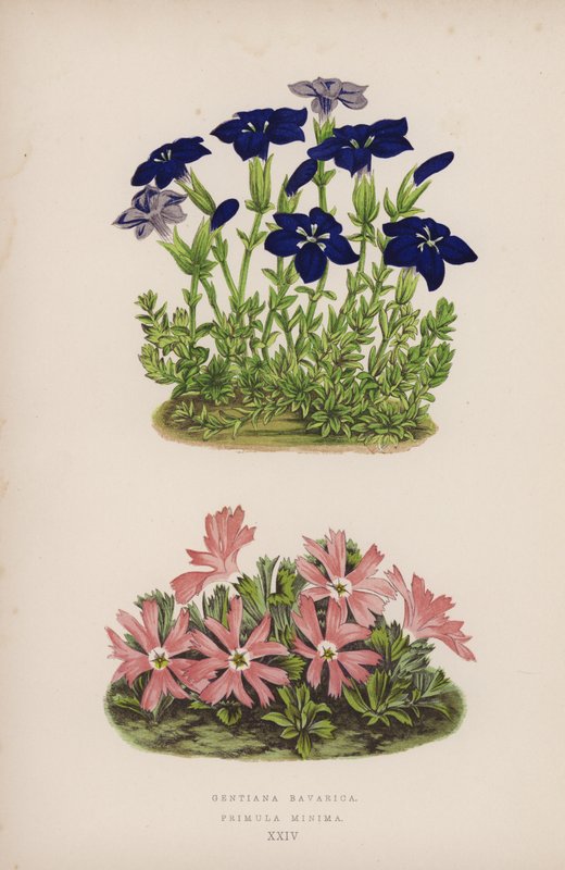Gentiana Bavyera; Primula Minima (renkli lito) by English School